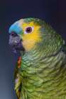 Blue fronted Amazon parrot. Art Print